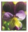 Innova Q500463 / 144  13*19 Book Bound Memo Botanics